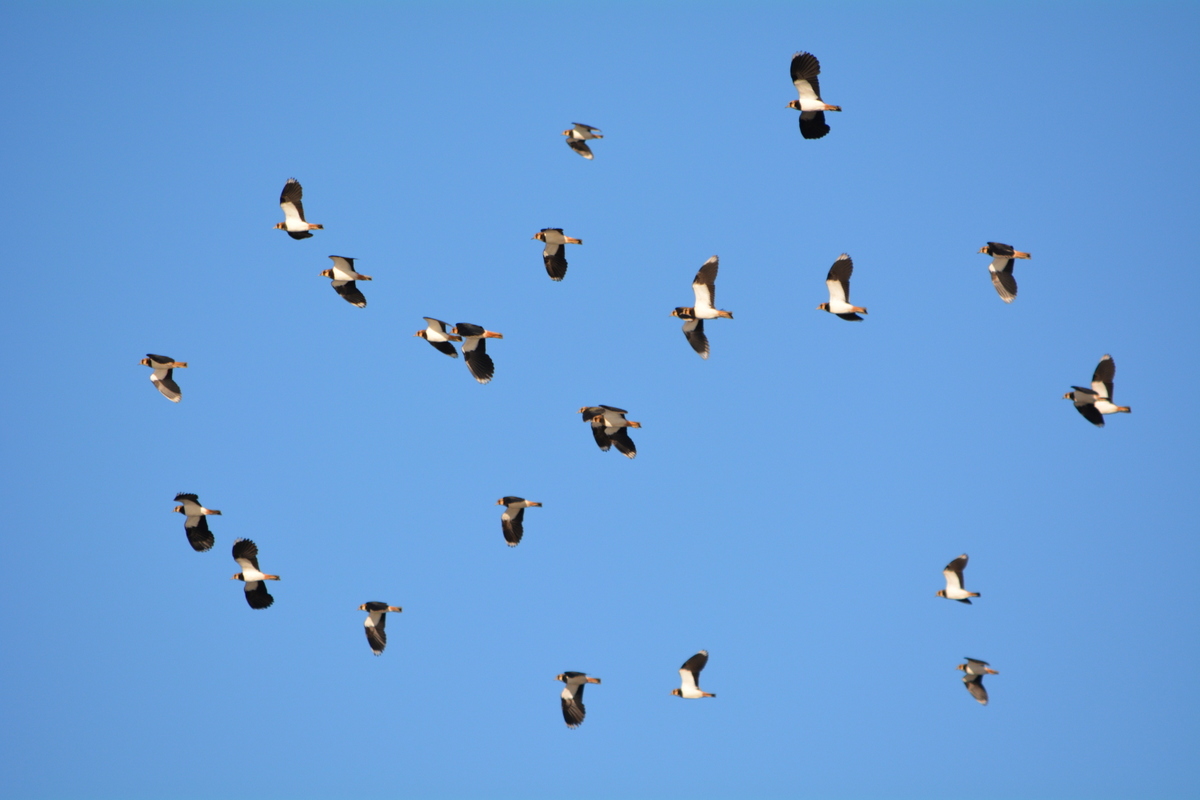 Les Oiseaux Comité De Jumelage Quistinic Loughshinny