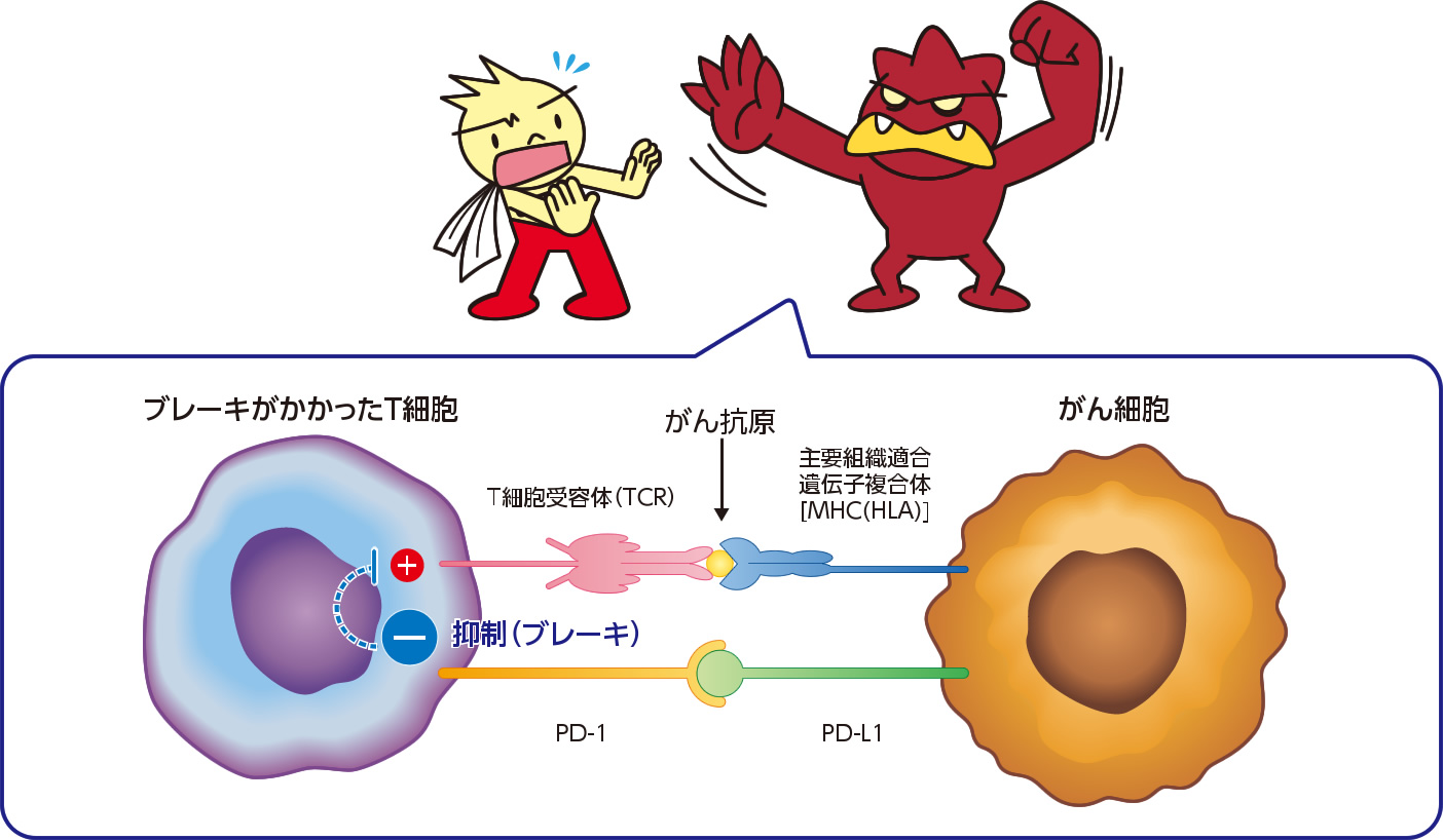 免疫チェックポイント阻害薬(ICI) 呼吸器ドクターNのHP 免疫チェックポイント阻害薬(ICI) 呼吸器ドクターNのHP