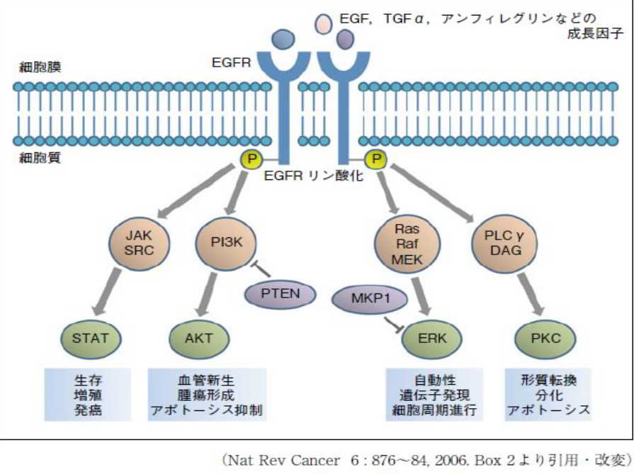 EGFRTKI 呼吸器ドクターNのHP