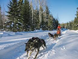 Accompagnateur de voyage personnalisé de groupe-Chien de traineaux