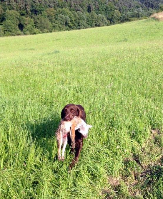 Asra vom Aartal mit gewürgtem Fuchs