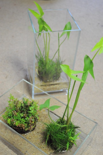 アクアデザインアマノ アクアプランツ 水草 - masa-terracotta HP