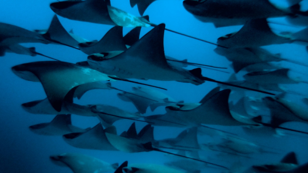 ウシバナトビエイ Cow Nose Eagle Ray の群れ 世界の海をダイビングで潜りめぐる旅 ウシバナトビエイ Cow Nose Eagle Ray の群れ 世界の海をダイビングで潜りめぐる旅