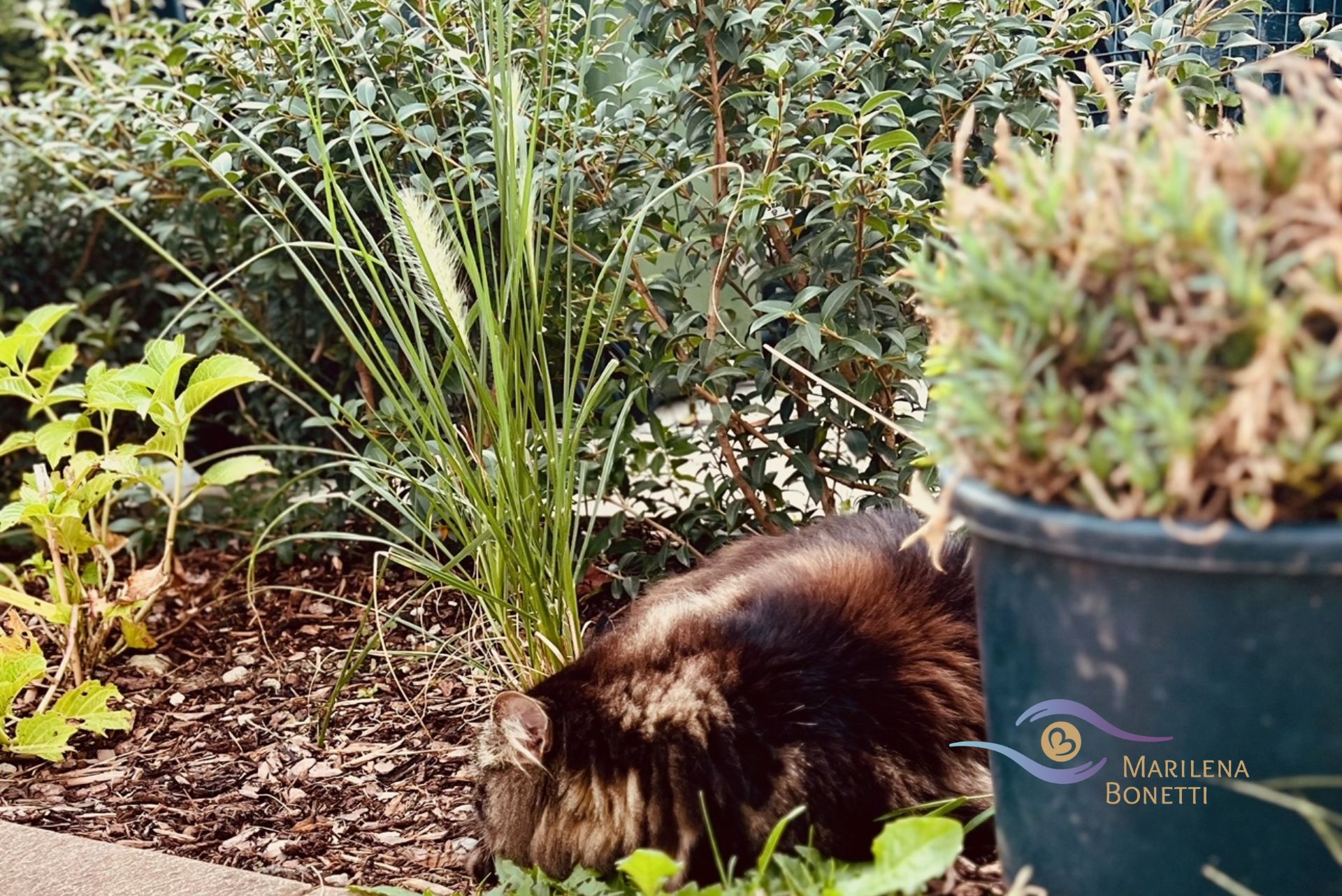 Was kannst du tun wenn deine Katze vermisst wird