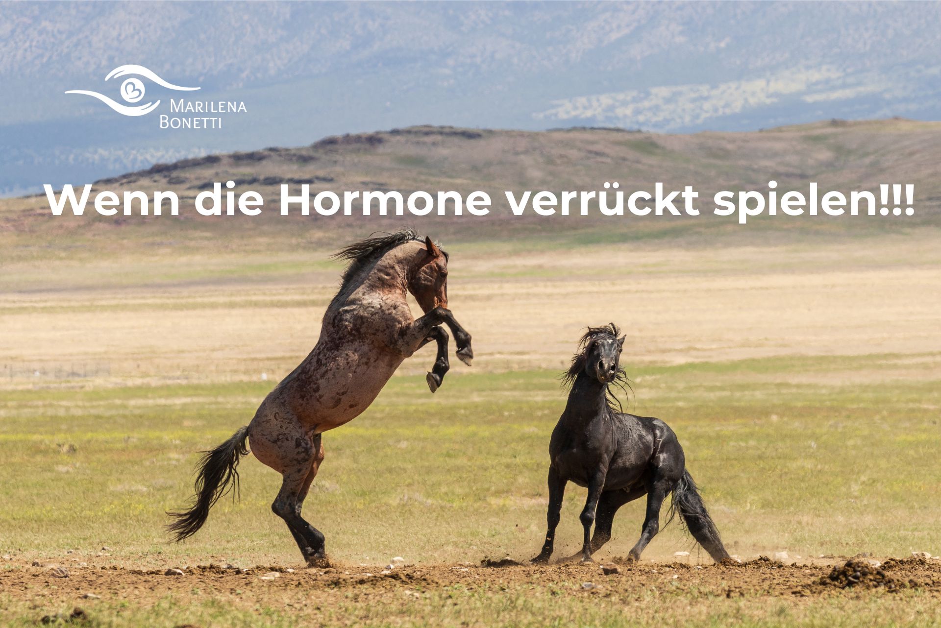 Hormonelle Dysbalance bei Pferden