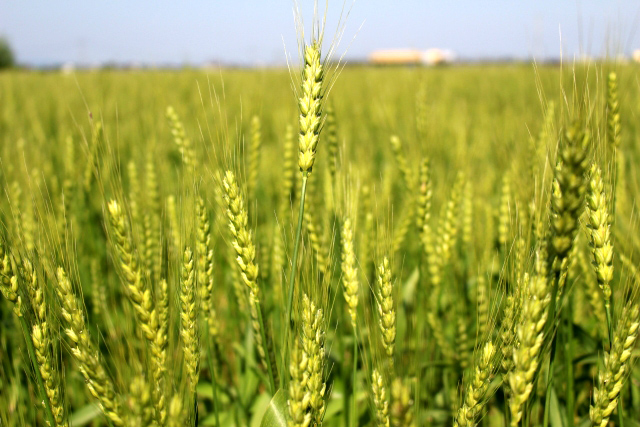 大麦は食物繊維のバランスが優れている