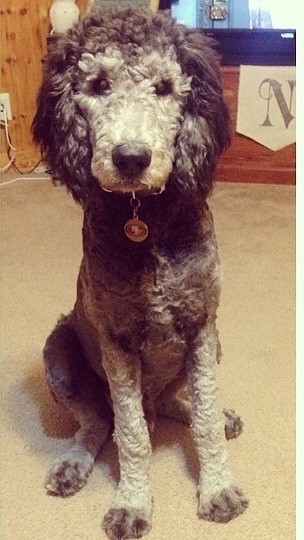 Silver Goldendoodle example from our lines