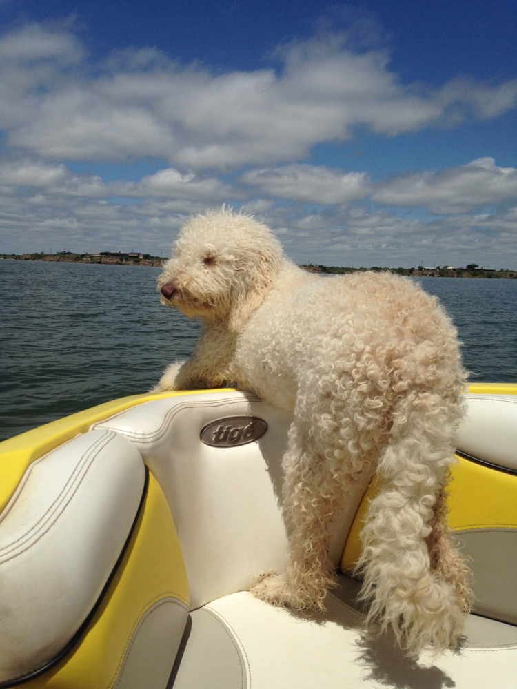 F1b Goldendoodle 