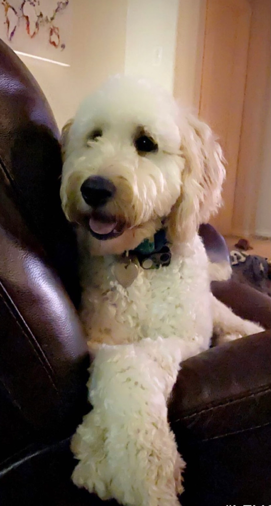 F1 English Goldendoodle, parents Beans and Jules 