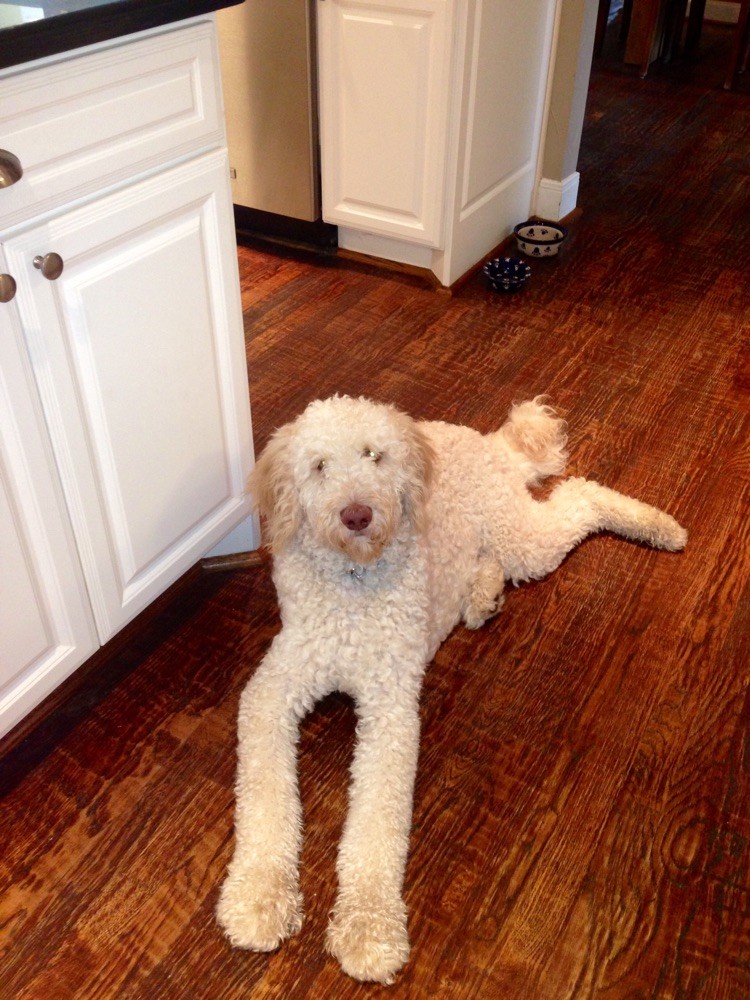 F1b Goldendoodle