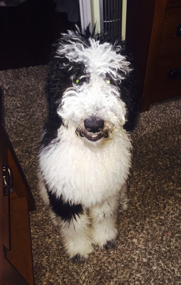 Examples Of Our Grown Goldendoodle Lines Oodle