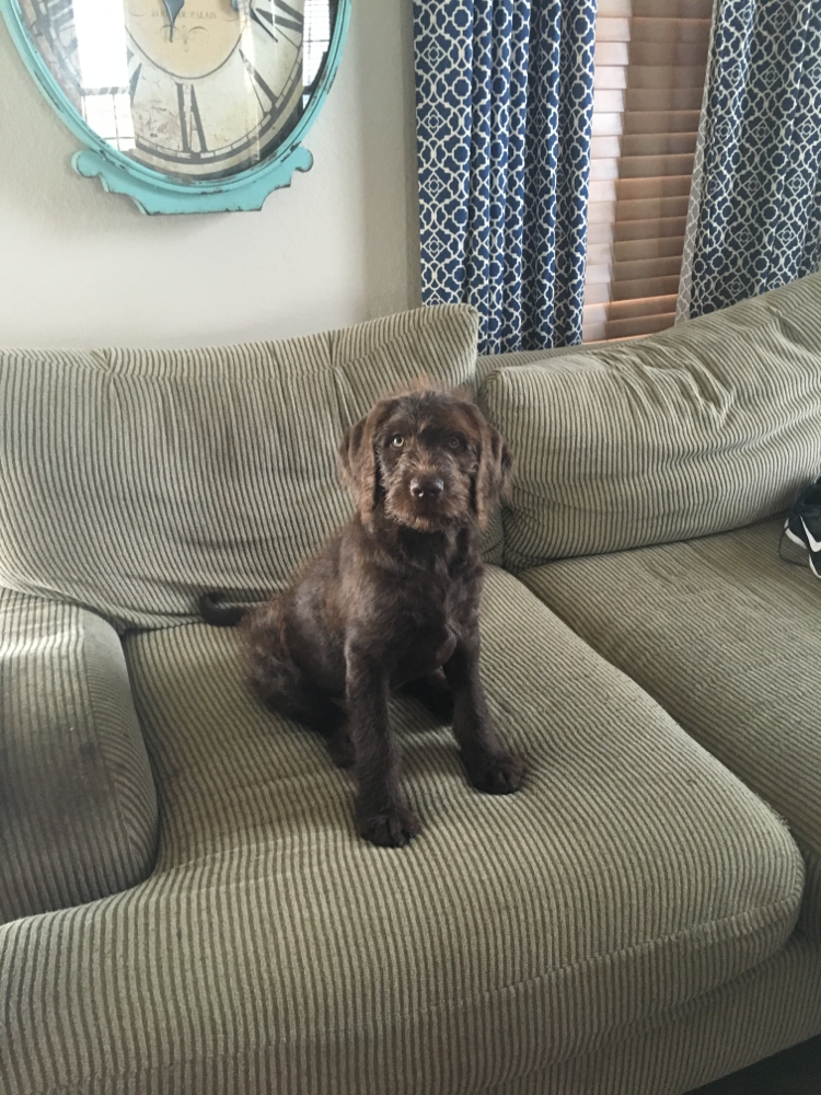 We get so many cute pictures soon after our puppies leave our family to 