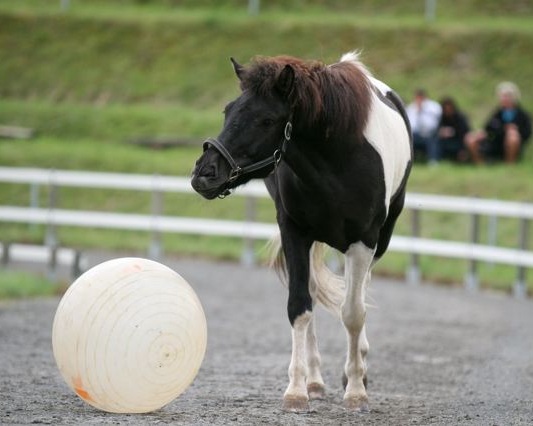 Spielen mit Pferden: Der Gymnastikball