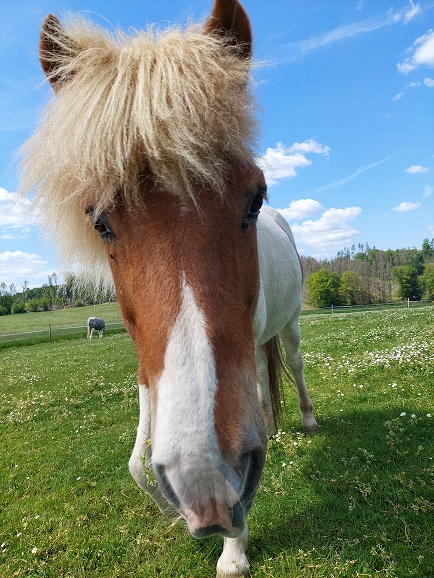 Helgi der Fürsorgliche