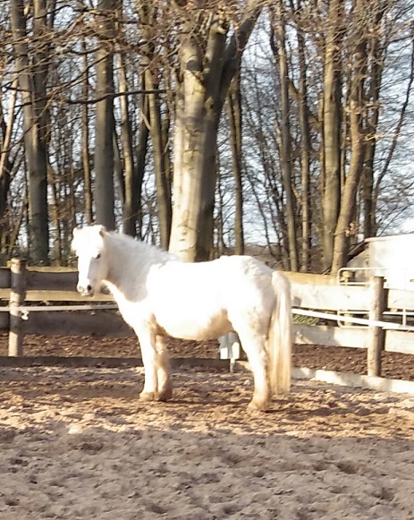 Der Ausbrecher