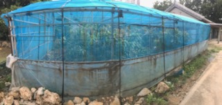 裏庭　家庭菜園