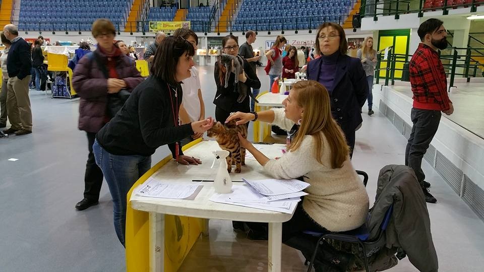 Exposición felina Mundial de MONZA (Italia) 23-01-2016