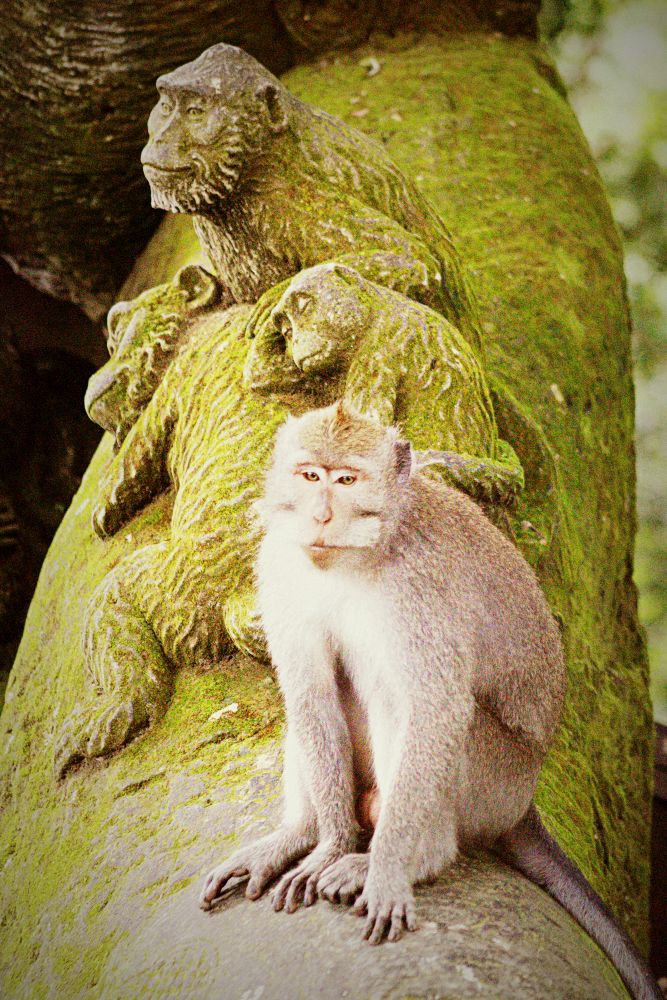 Monkey Forrest in Ubud