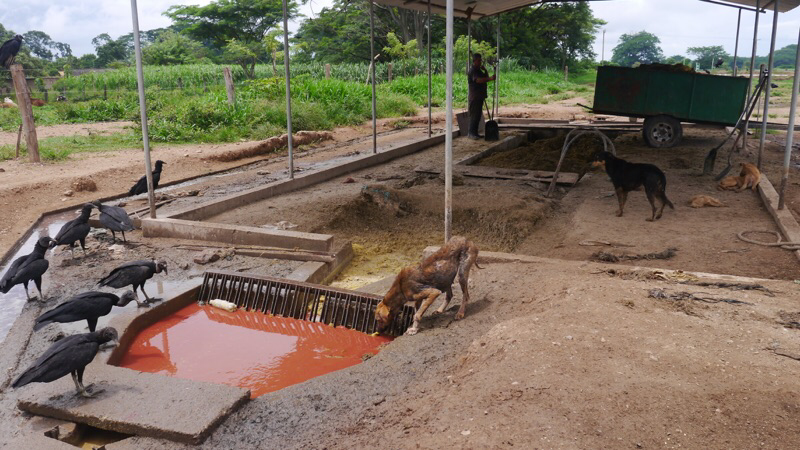 Aguas residuales en matadero (rastro, frigoríficos, camales) se aprovechan en biodigestores - Aqualimpia