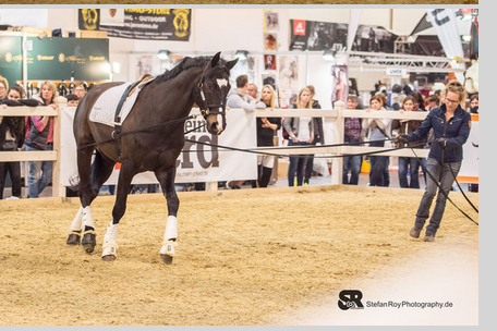 Doppellonge - Foto: Stefan Roy Photography 