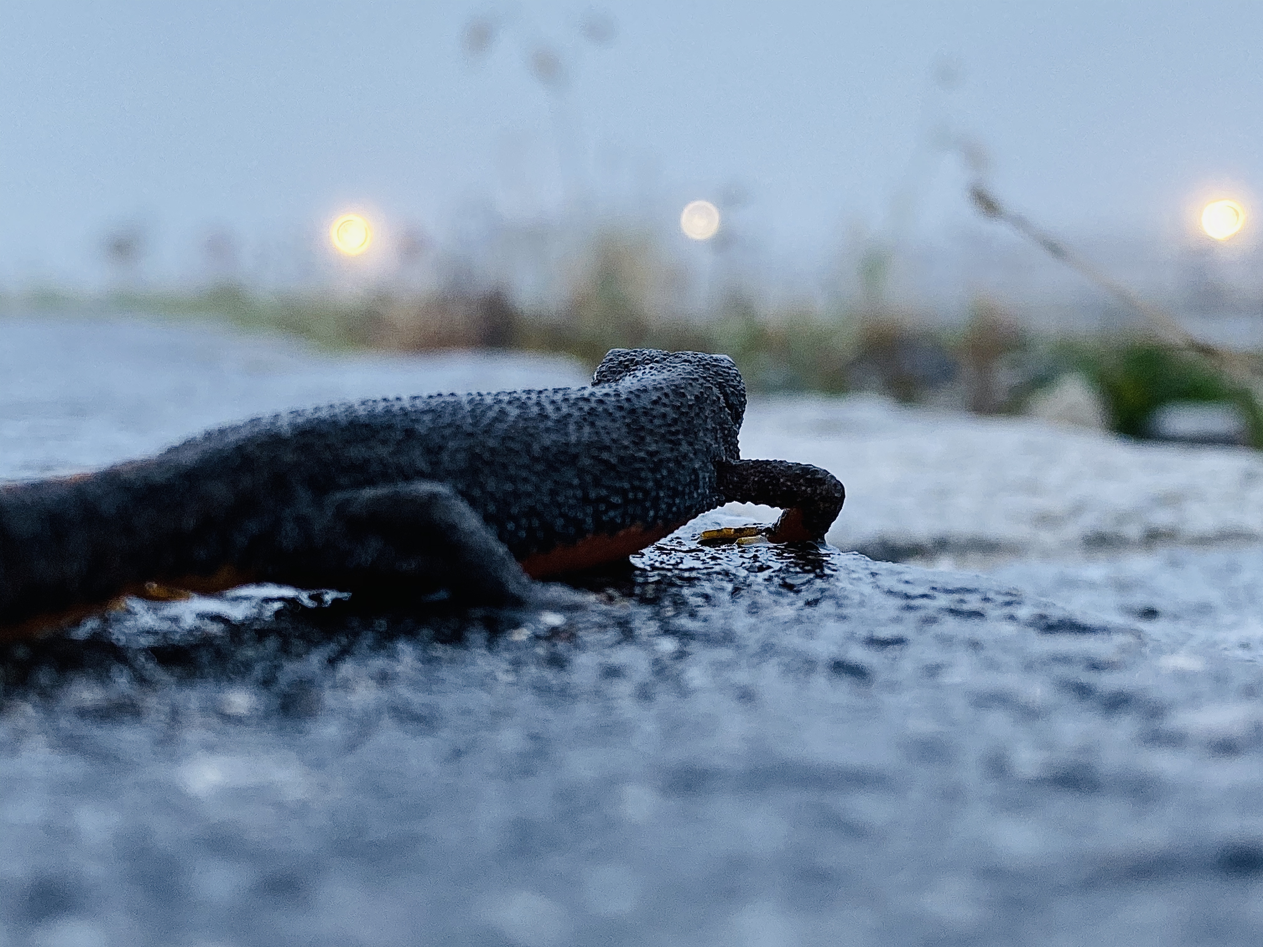 Teich 1529007413s Webseite!