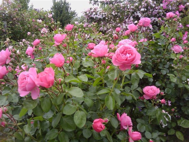 roseraie