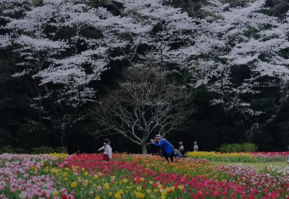 写真の部　吉川昌三　ぷらんたん