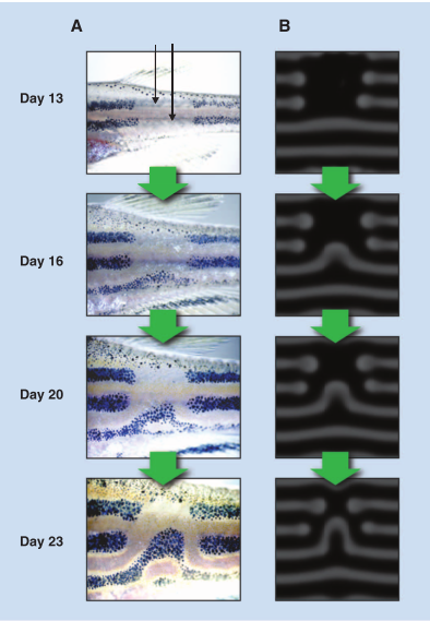 The matching of zebrafish stripe formation and a Turing model. 