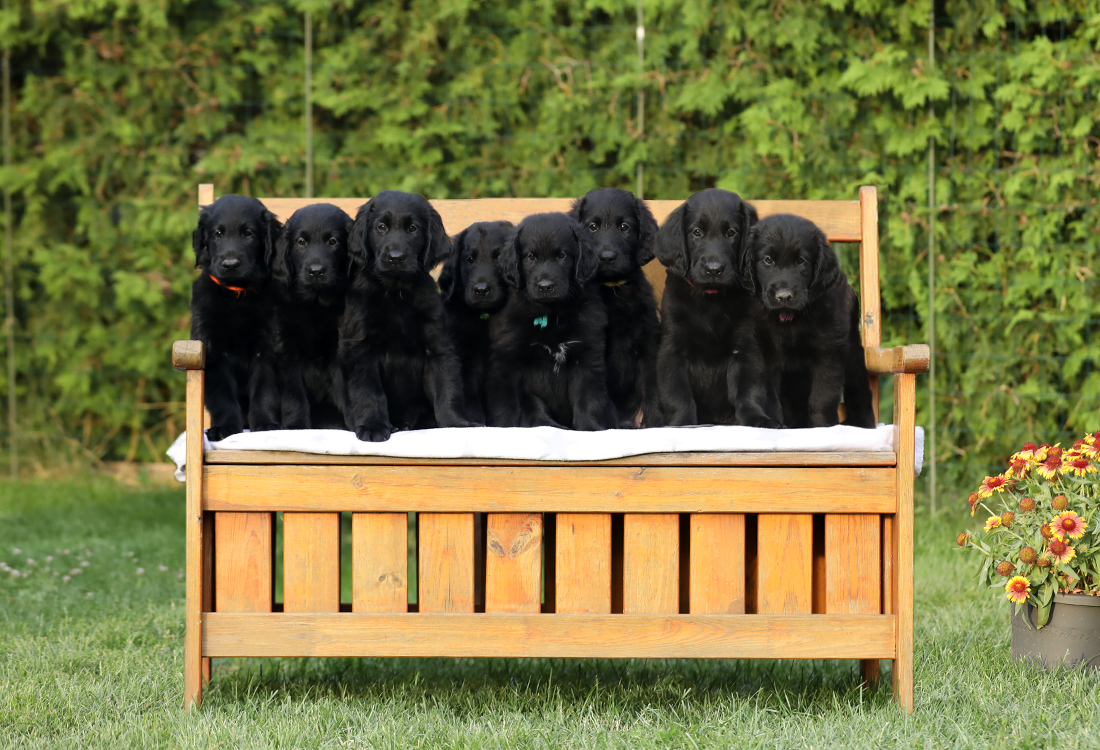 Applegarth flat coated retrievers Clearance
