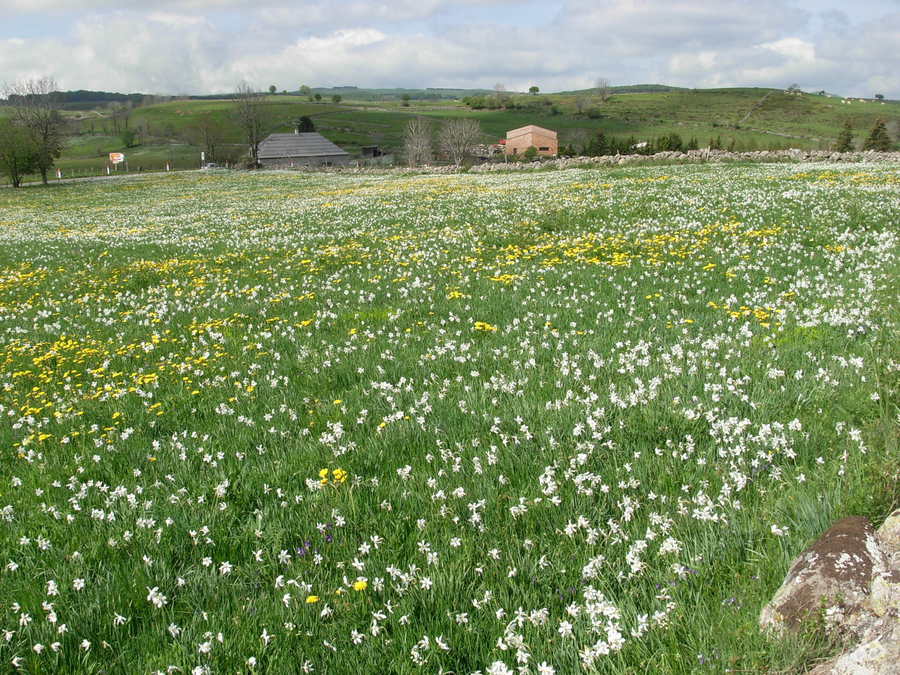 Aubrac en mai