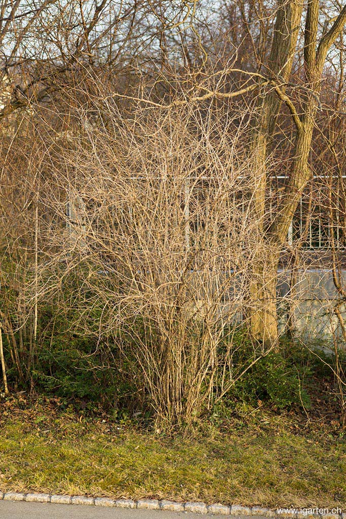 Heckenkirsche - artenschutz-zuhause