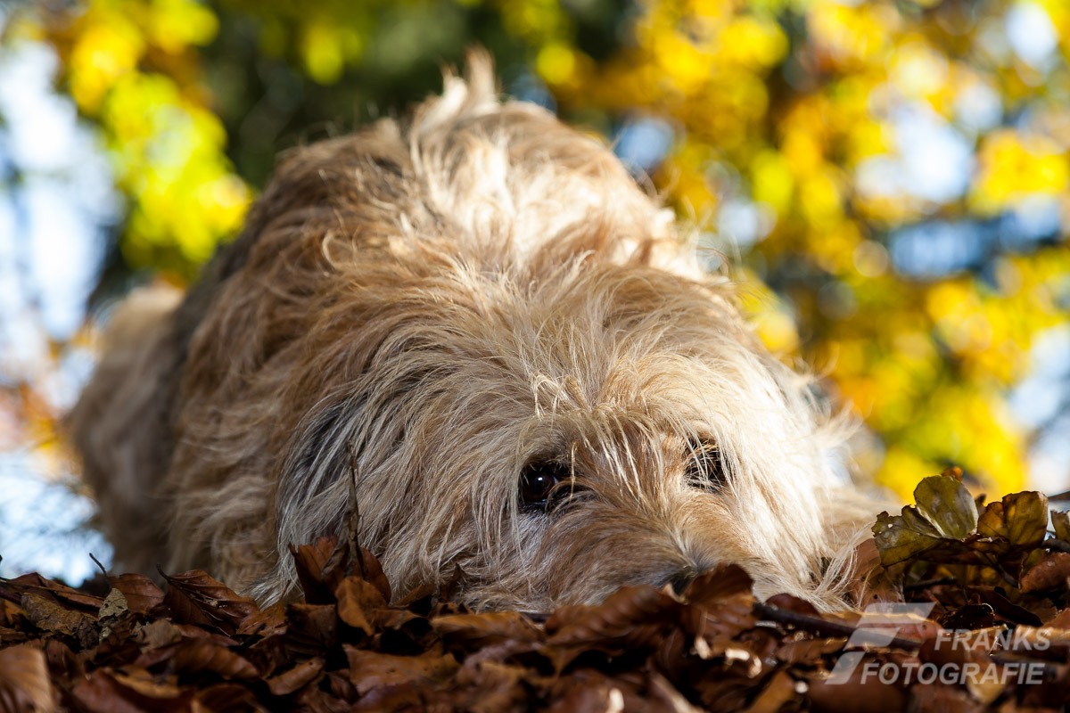 Hunde Outdoor Hunde Outdoor
