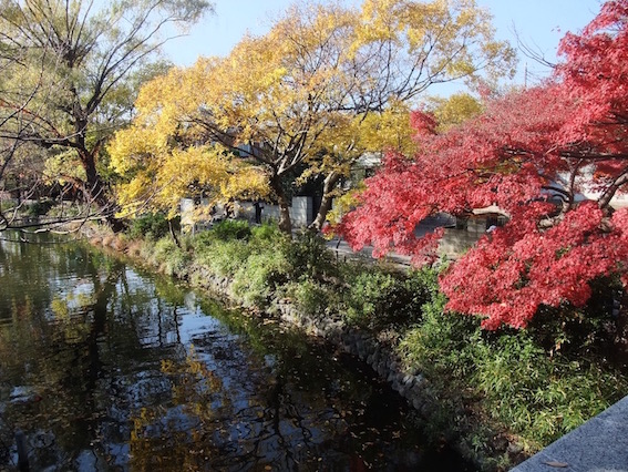 2013.11.24 近くの石神井公園のいろどり。