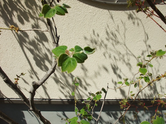 2014.04.12 植栽も影もいー感じ。