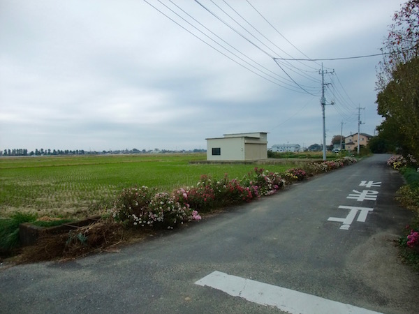 2014.11.08 敷地北側の広大な田んぼ.季節で色が変わります.彩ですね.