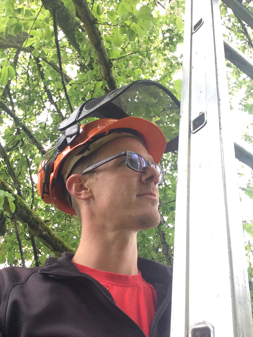 Auf der Leiter im Baum