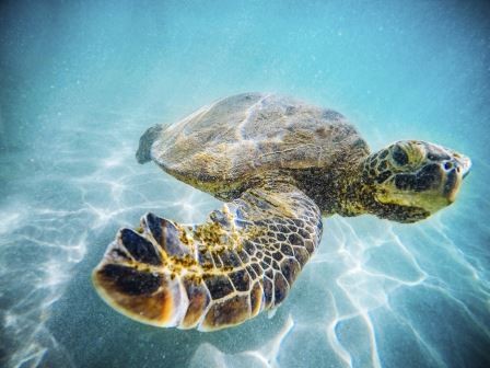 Wasserschildkröte schwimmt unter Wasser