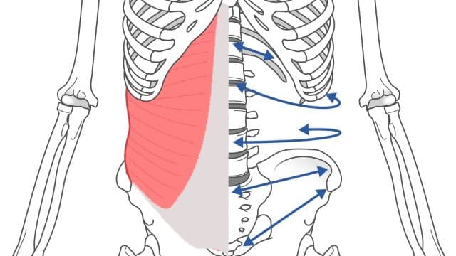 腰痛改善に腹横筋のコルセット機能を示すイラスト