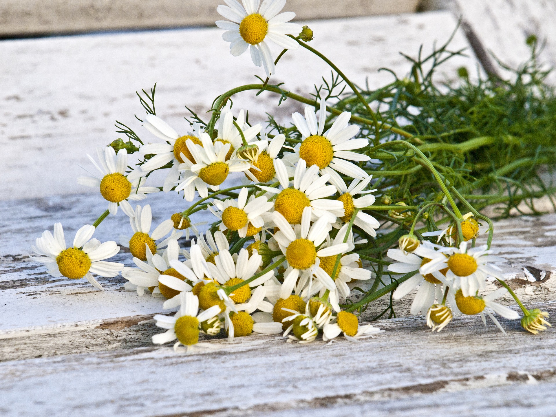 CHAMOMILE    カモミール