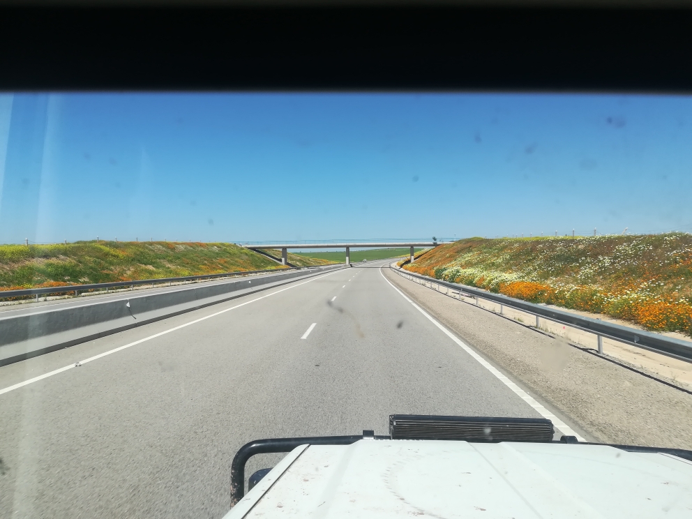 Blumenmeer auf der Autobahn
