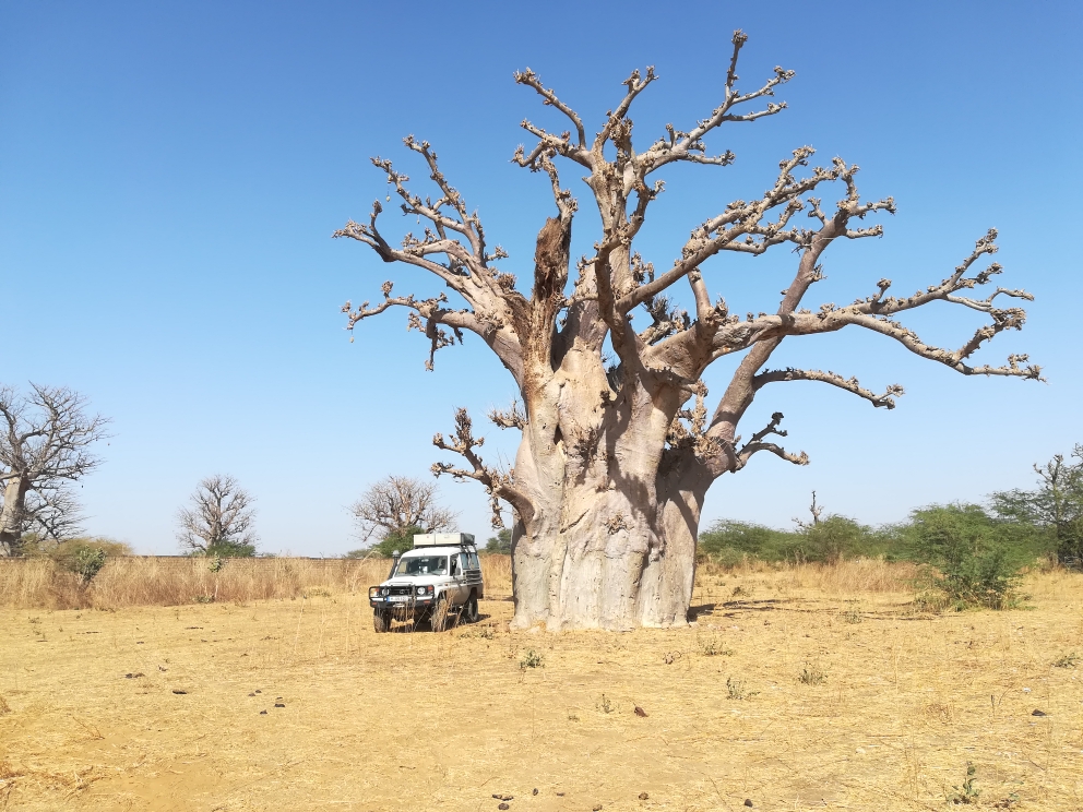 Kleiner Dicker neben riesigem Baobab