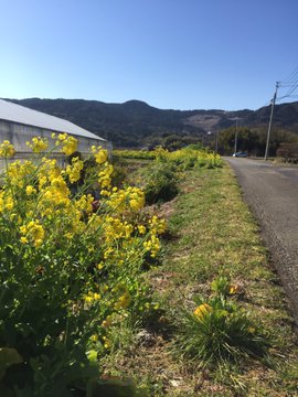 春はお花が奇麗です