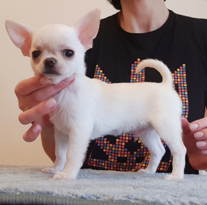 pics Black And White Chihuahua Puppy For Sale puppies chihuahua for sale berhofs