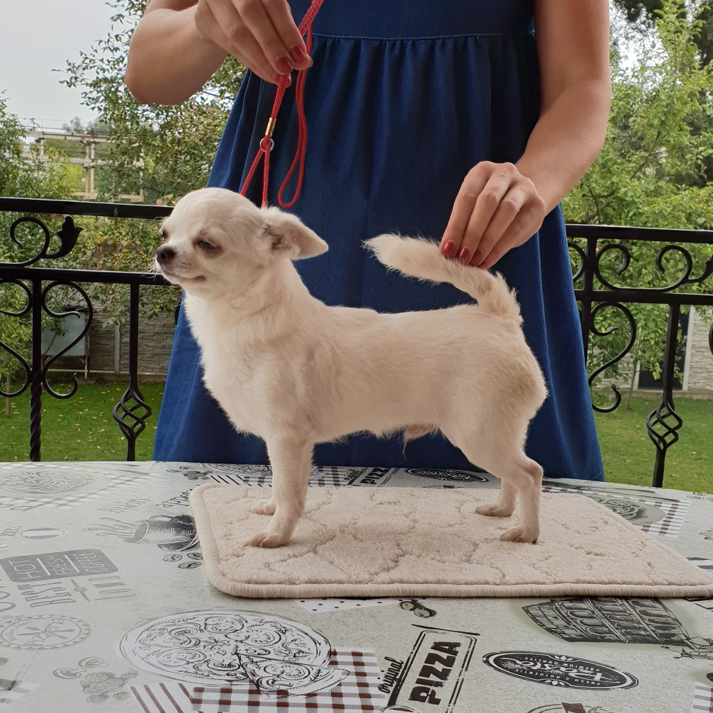 PUPPIES CHIHUAHUA FOR SALE ! - berhofs 