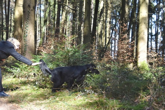 Meo bei der Freiverlorenensuche...