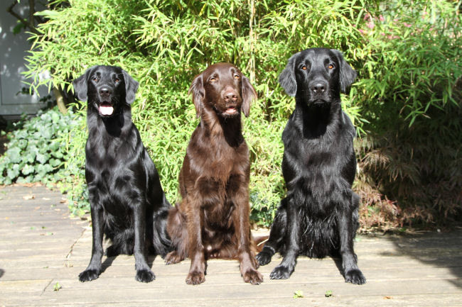 Minerva (Mimi), Luminara und Meo (Foto Anke Wolf)