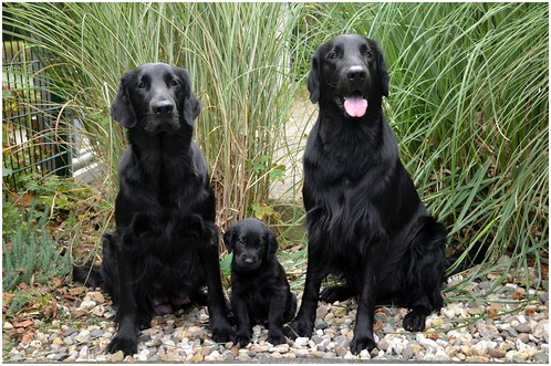 Mama Cannelle mit RoMéo und Papa Meo