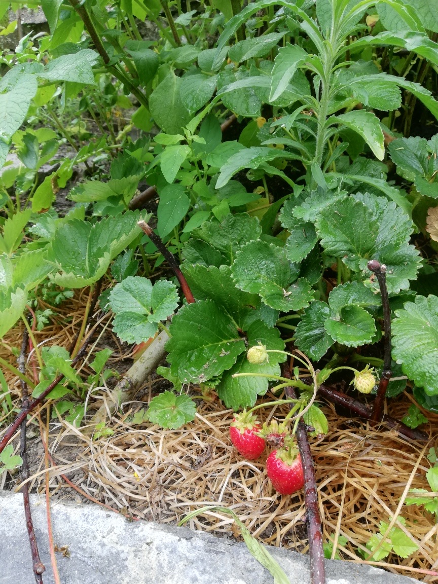 Einen Garten zu bauen bedeutet an Morgen zu glauben. - lebensmeistereis