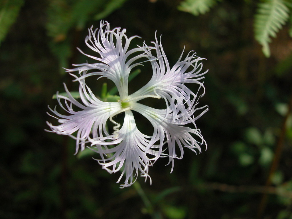 Nature  : Oeillet superbe du Brousteyrot