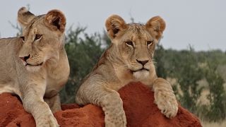 Löwen auf einer 2 Tage Safari Tsavo Ost Kenia